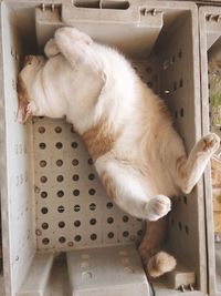 High angle view of cat sleeping on floor