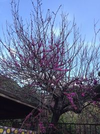 Low angle view of bare tree against the sky