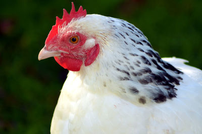 Bright white sussex chicken with black flecks and vibrant red comb, free range