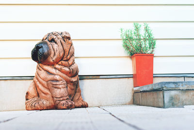 View of a dog looking away against wall