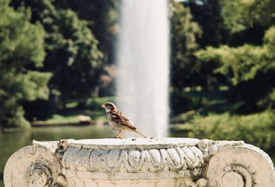 Bird perching on a fountain