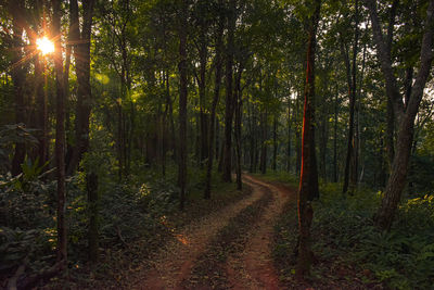 Trees growing in forest