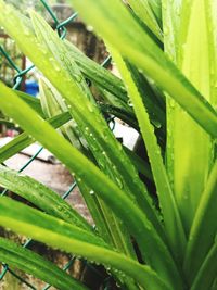 Close-up of wet grass growing on field