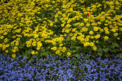 High angle view of yellow flowering plants on field
