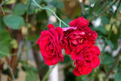 Close-up of pink rose