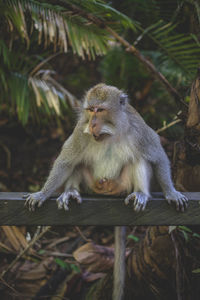 Monkey sitting on tree branch