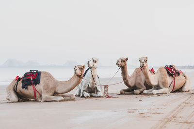 Cute camels resting at the beach in ras al khaimah, uae