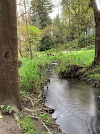 Stream flowing amidst trees in forest