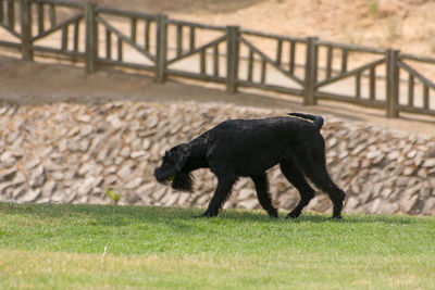 Side view of dog walking on field