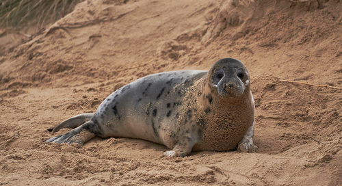 View of an animal on sand