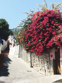 Flowering tree by footpath by building against sky