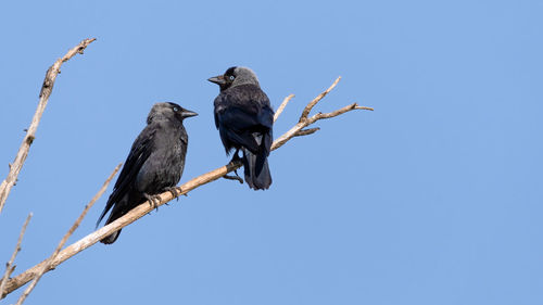 Low angle view of bird perching on branch against sky