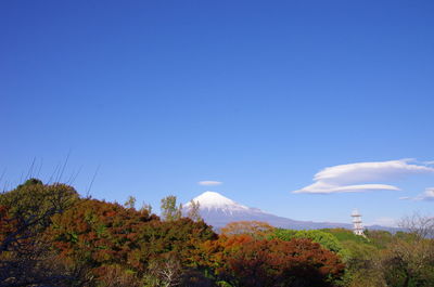 Low angle view of trees against clear blue sky