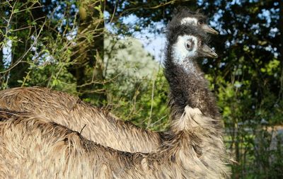 Close-up of a bird