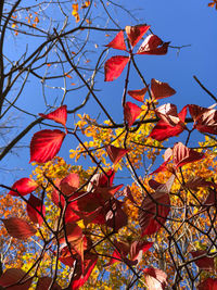 Low angle view of autumnal tree against sky