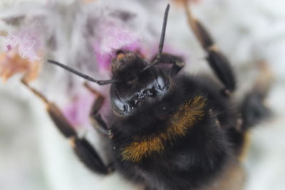 Close-up of honey bee pollinating on flower