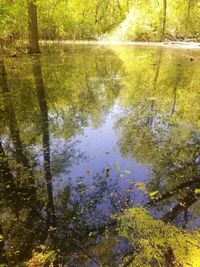 Scenic view of lake amidst trees in forest