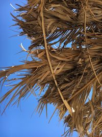 Low angle view of palm tree against sky