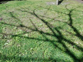 High angle view of tree on field