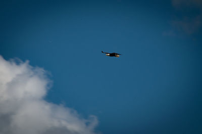 Low angle view of bird flying in sky