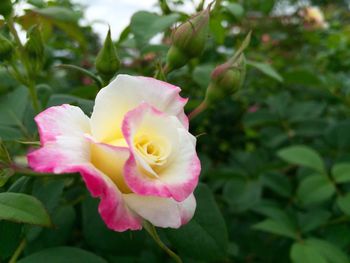 Close-up of pink flowers