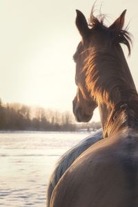 Side view of horse standing by lake