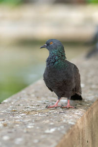 Close-up of pigeon perching on retaining wall