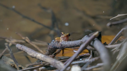 Close-up of bird perching on branch