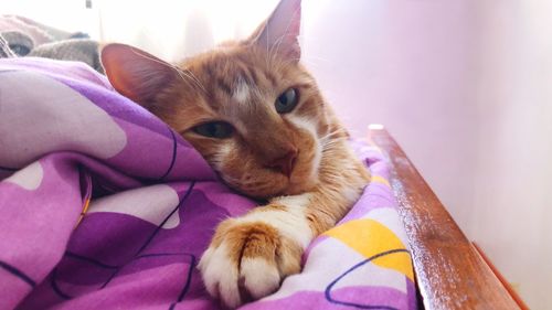 Close-up of cat on hand