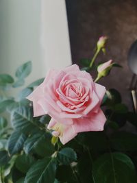 Close-up of pink rose