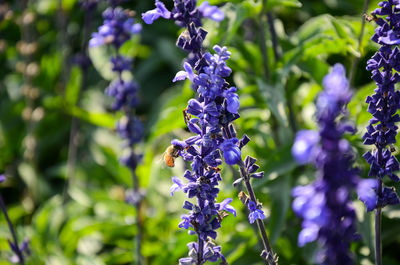 Close-up of lavender blooming outdoors