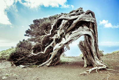 Trees on sand against sky