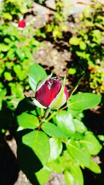 Close-up of flower growing on plant