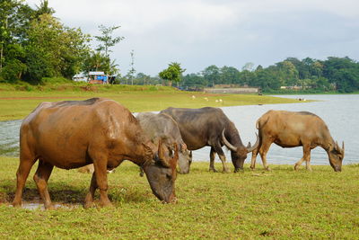 The water buffalo or bubalus bubalis, also called the asiatic buffalo, a large bovid originating.