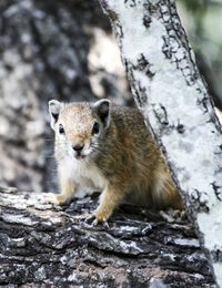 Bush squirrel shot in a tree looking at the lense