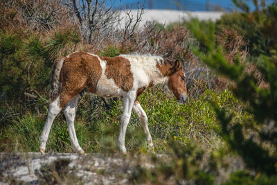 Sheep standing in a field