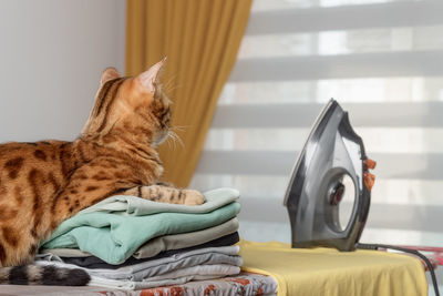 Domestic bengal cat, iron and stack of clean linen on the ironing board in the room.