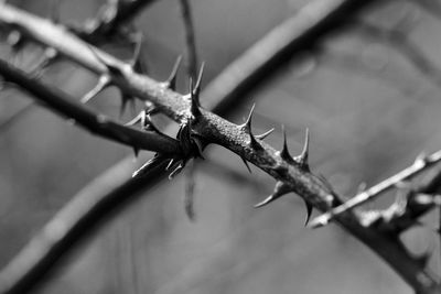 Close-up of dry plant twigs with thorns