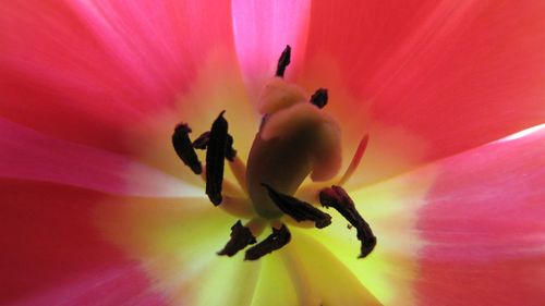 Close-up of pink flower