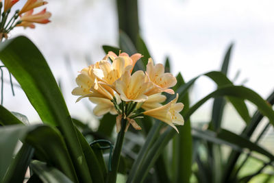 Close-up of yellow flowering plant