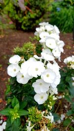 Close-up of white flowers blooming outdoors