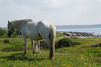 Horse standing in a field