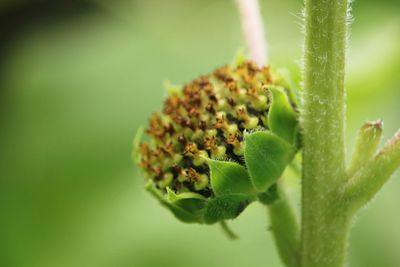 Close-up of flower buds on plant