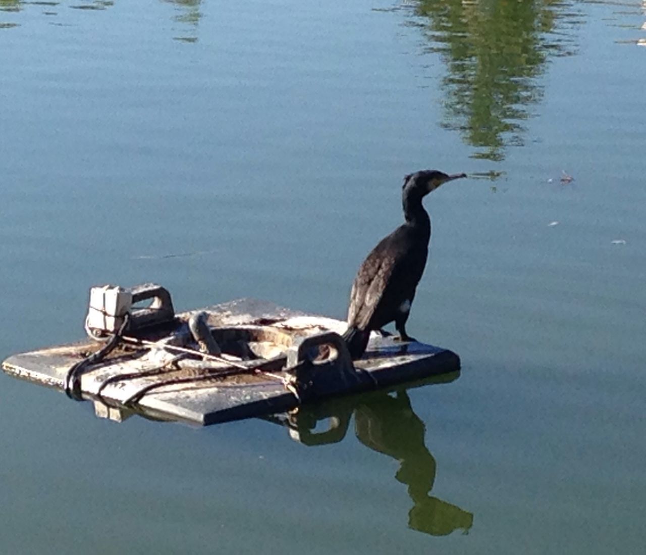 animal themes, water, bird, animals in the wild, wildlife, lake, duck, one animal, reflection, waterfront, two animals, nature, swimming, high angle view, rippled, day, water bird, outdoors, full length, no people