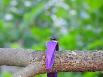 Close-up of bird perching outdoors