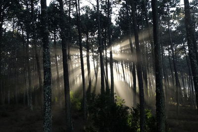 Trees in forest