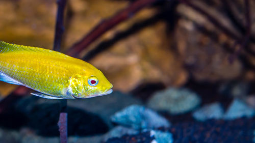 Close-up of fish swimming in sea