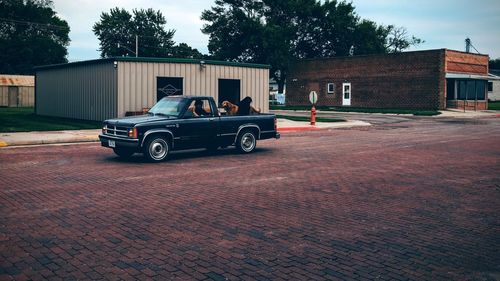 Dogs in pick-up truck on street at milligan