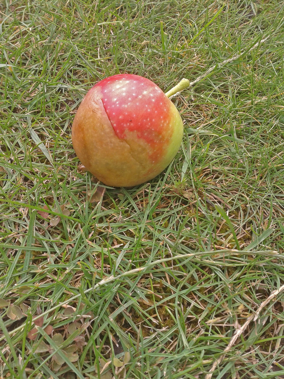 CLOSE-UP OF APPLE ON FIELD