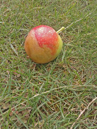 High angle view of apple on field